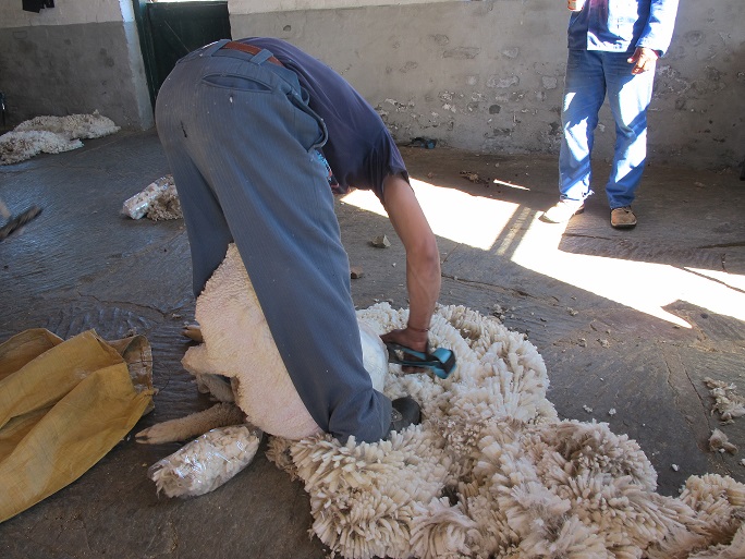 Sheep Shearing in Action