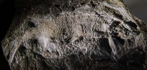 Fossils found on Ganora Guest Farm