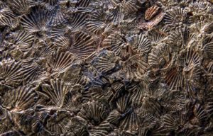 Fossils on Ganora Farm