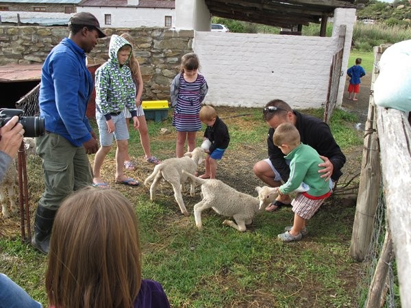 Toddlers Feeding Lambs