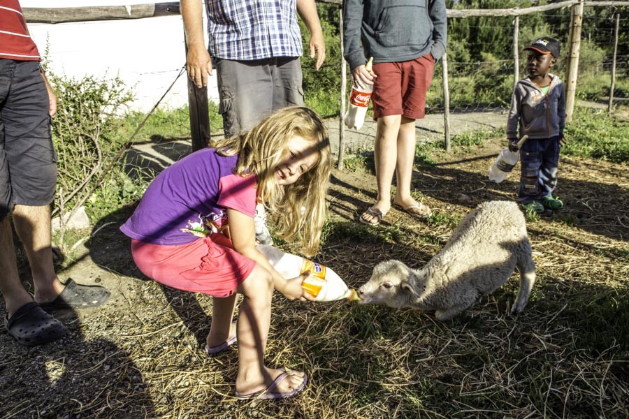 Children feeding lambs
