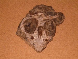 Karoo Fossil Tours Ganora Guest Farm 3